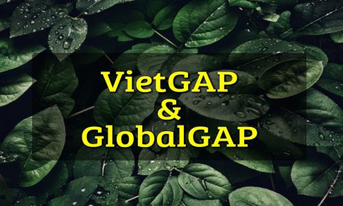 So sánh sự khác nhau giữa tiêu chuẩn VietGAP và GlobalGAP
