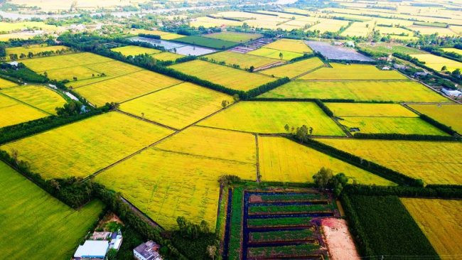 Nông nghiệp đồng bằng sông Cửu Long hướng tới sản xuất hàng hóa chất lượng cao