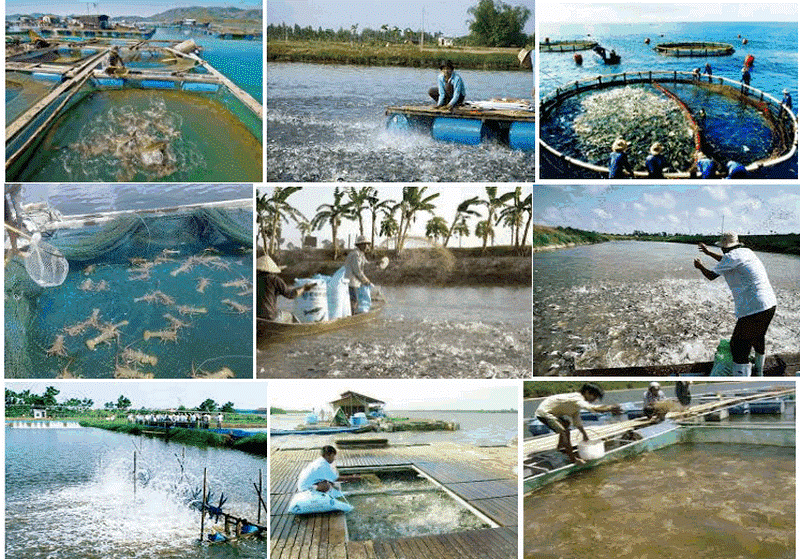 Vấn đề sử dụng thuốc - hóa chất trong nuôi trồng thủy sản